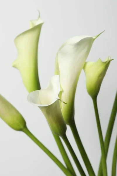 Indah Bunga Lili Calla Pada Latar Belakang Putih Closeup — Stok Foto
