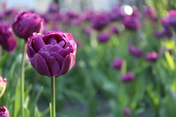 Belles Tulipes Violettes Poussant Extérieur Jour Ensoleillé Gros Plan Avec — Photo