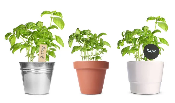 Plantas Manjericão Crescendo Diferentes Vasos Isolados Branco — Fotografia de Stock