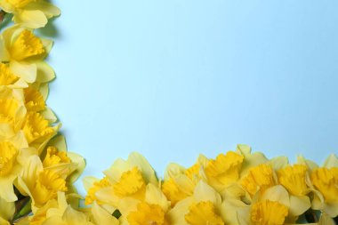 Açık mavi arka planda güzel sarı nergisler, düz bir zemin. Metin için boşluk