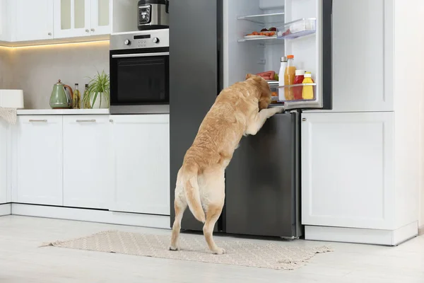 Cute Labrador Retriever stealing food from refrigerator in kitchen