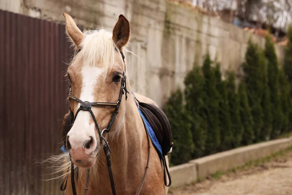 Cavalo Adorável Andando Livre Espaço Para Texto Adorável Animal Estimação — Fotografia de Stock