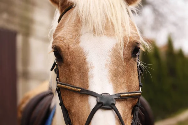 Αξιολάτρευτο Άλογο Χαλινάρια Στην Ύπαιθρο Κοντινό Πλάνο Όμορφο Εξημερωμένο Κατοικίδιο — Φωτογραφία Αρχείου