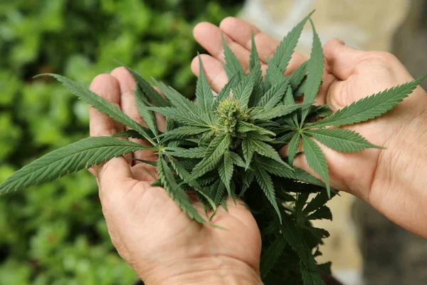 Yeşil organik kenevir bitkisinin yanında bir kadın, yakın plan.