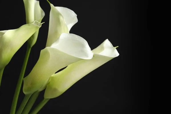 Красивые Калла Лилии Цветы Черном Фоне Крупным Планом — стоковое фото