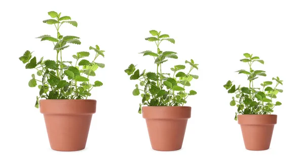 Lemon Balm Growing Pots Isolated White Different Sizes — Stock Photo, Image