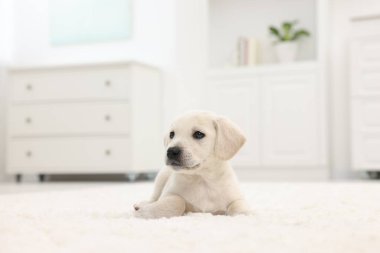 Evdeki beyaz halıya uzanmış şirin bir köpek yavrusu.