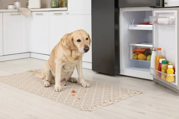 Mutfaktaki Buzdolabının Yanında Havuç Yiyen Şirin Labrador Retriever — Stok fotoğraf