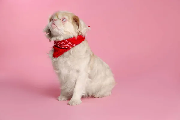 Stock image Cute Pekingese dog with bandana on pink background. Space for text