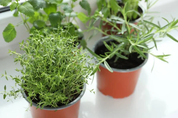 Différentes Herbes Fraîches Pot Sur Rebord Fenêtre Intérieur Gros Plan — Photo