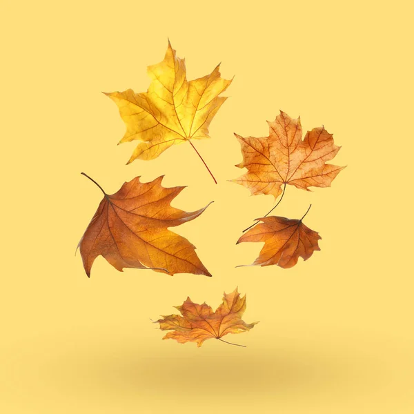 Different Autumn Leaves Falling Pale Orange Background — Stock Photo, Image