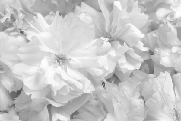 背景として多くの美しい白い花 クローズアップ — ストック写真