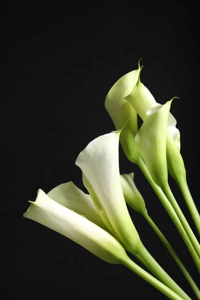 stock image Beautiful calla lily flowers on black background, closeup