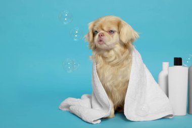 Havluya sarılı şirin Pekin köpeği, açık mavi arka planda şişeler ve kabarcıklar, mesaj için yer. Hayvan hijyeni.