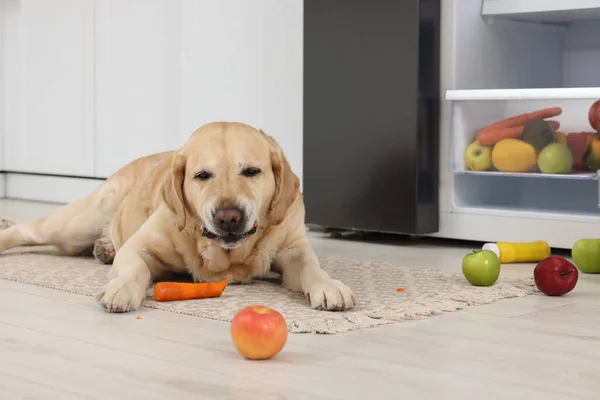 Cute Labrador Retriever Eating Carrot Refrigerator Indoors — Zdjęcie stockowe