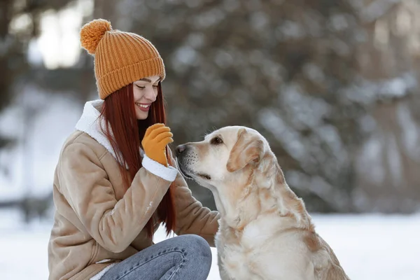 stock image Beautiful young woman with adorable Labrador Retriever on winter day outdoors