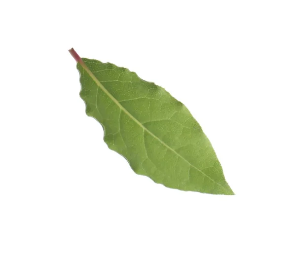One Fresh Bay Leaf Isolated White — Stock Photo, Image