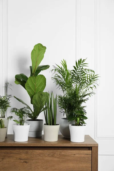Many Different Houseplants Pots Wooden Table White Wall — Stock Photo, Image