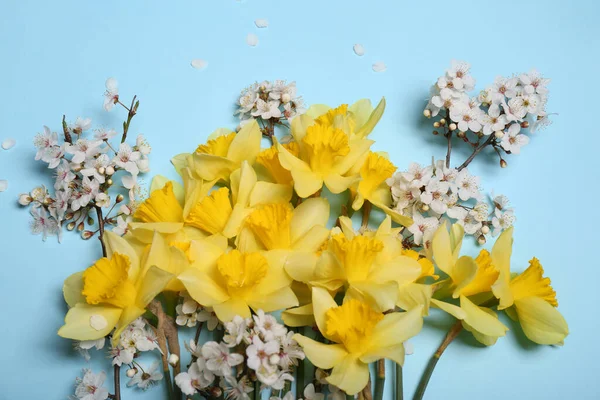 Hermosos Narcisos Amarillos Flores Cerezo Sobre Fondo Azul Claro Planas — Foto de Stock