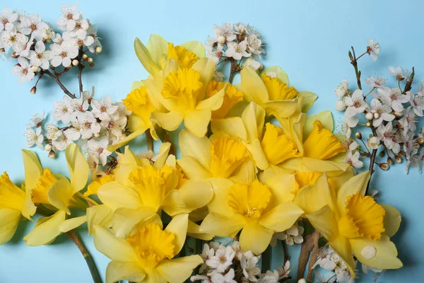 Hermosos Narcisos Amarillos Flores Cerezo Sobre Fondo Azul Claro Planas —  Fotos de Stock