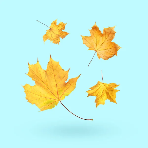 Maple Leaves Falling Light Blue Background — Stock Photo, Image