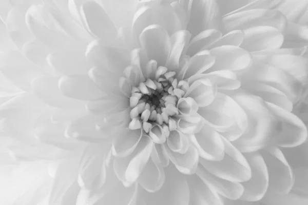 Красива Біла Квітка Хризантеми Фон Крупним Планом — стокове фото