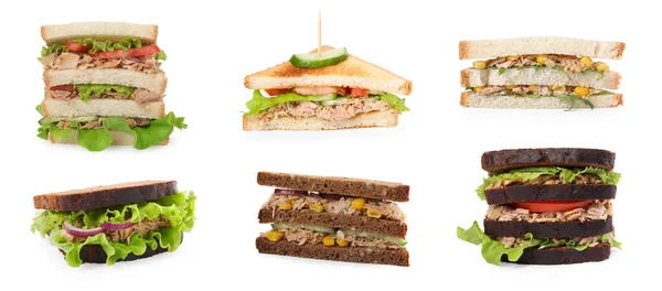 Colagem Diferentes Sanduíches Deliciosos Com Atum Fundo Branco — Fotografia de Stock