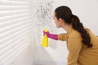 Woman in rubber gloves spraying mold remover onto wall in room clipart