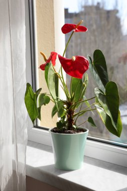 Pencere kenarındaki tencerede güzel bir anthurium. Ev bitkileri
