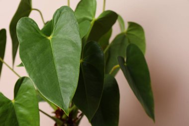 Bej arka planda güzel bir anthurium. Ev bitkileri
