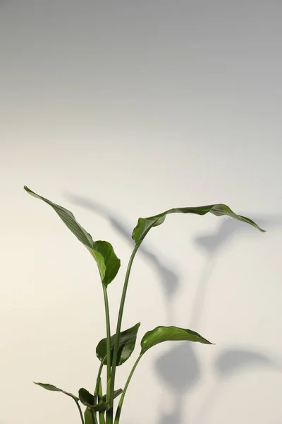 Hermosa Strelitzia Cerca Pared Blanca Espacio Para Texto Planta Exótica —  Fotos de Stock