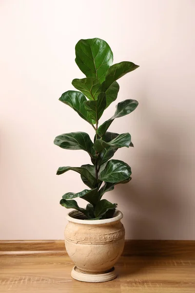 stock image Beautiful ficus plant in pot on floor indoors. House decor