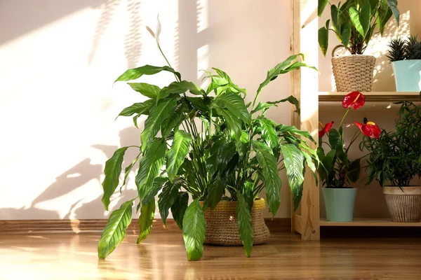 Домашние Растения Горшках Внутри Помещений Декор Дома — стоковое фото