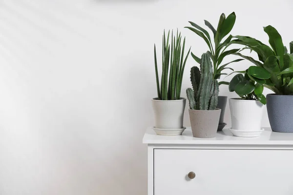 Tumbuhan Hijau Dalam Pot Dada Laci Dekat Dinding Putih Ruang — Stok Foto