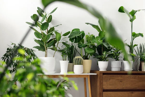 Viele Verschiedene Topfpflanzen Auf Möbeln Haus — Stockfoto
