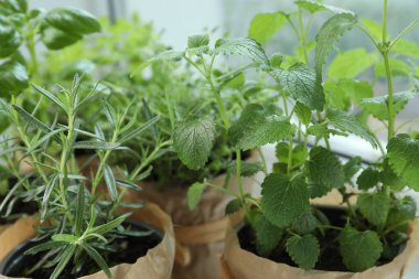 Pencere pervazında farklı taze otlar, yakın plan.