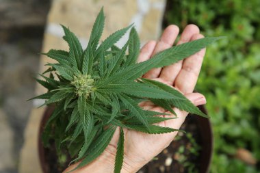 Yeşil kenevirli kadın açık havada, manzaranın üstünde.