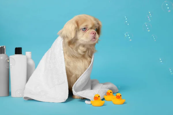 Cute Pekingese Dog Wrapped Towel Bottles Rubber Ducks Bubbles Light — Stock Photo, Image
