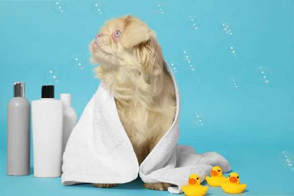 Cute Pekingese dog wrapped in towel, bottles, rubber ducks and bubbles on light blue background. Pet hygiene