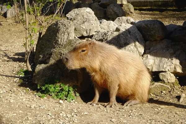 Vacker Capybara Vilar Nära Stenar Solig Dag — Stockfoto