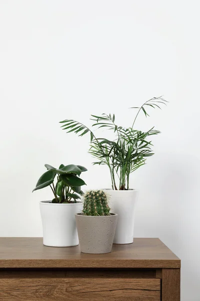 Nombreuses Plantes Intérieur Différentes Dans Des Pots Sur Une Table — Photo