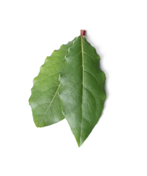 Fresh Bay Leaves Isolated White Top View — Stock Photo, Image