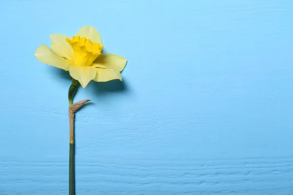 Beautiful Yellow Daffodil Light Blue Wooden Table Top View Space — Stock Photo, Image