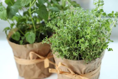 Pencere pervazında farklı taze otlar, yakın plan.