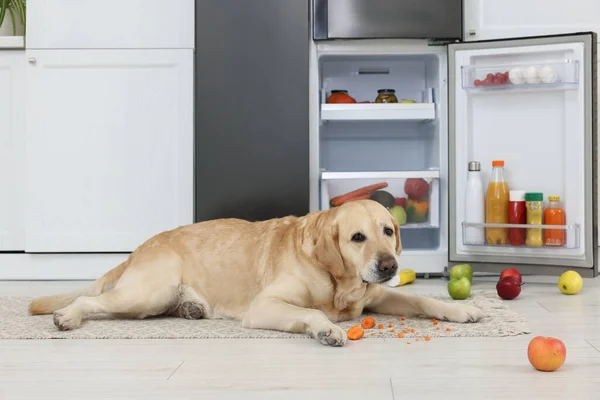 Mutfaktaki Buzdolabının Yanında Havuç Yiyen Şirin Labrador Retriever — Stok fotoğraf