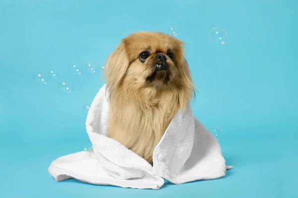 stock image Cute Pekingese dog wrapped in towel and bubbles on light blue background. Pet hygiene