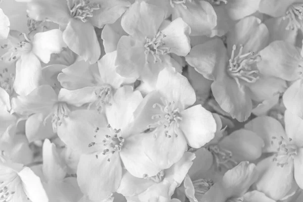 Arka Plan Olarak Güzel Beyaz Yasemin Çiçekleri Yakın Plan — Stok fotoğraf