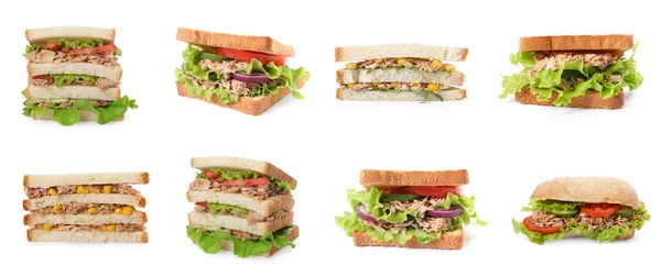 Beyaz Arka Planda Ton Balıklı Farklı Lezzetli Sandviçler Kolajı — Stok fotoğraf