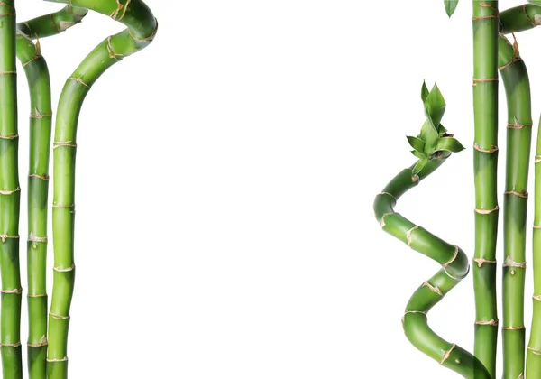 Collage Con Tallos Bambú Verde Sobre Fondo Blanco Imágenes de stock libres de derechos