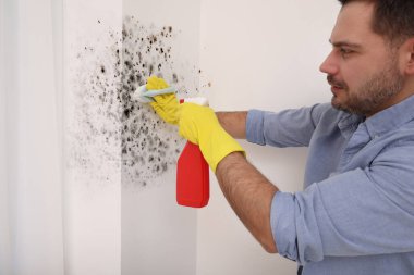 Lastik eldivenli bir adam küf çıkarıcı kullanıyor ve odadaki duvarları fırçalıyor.